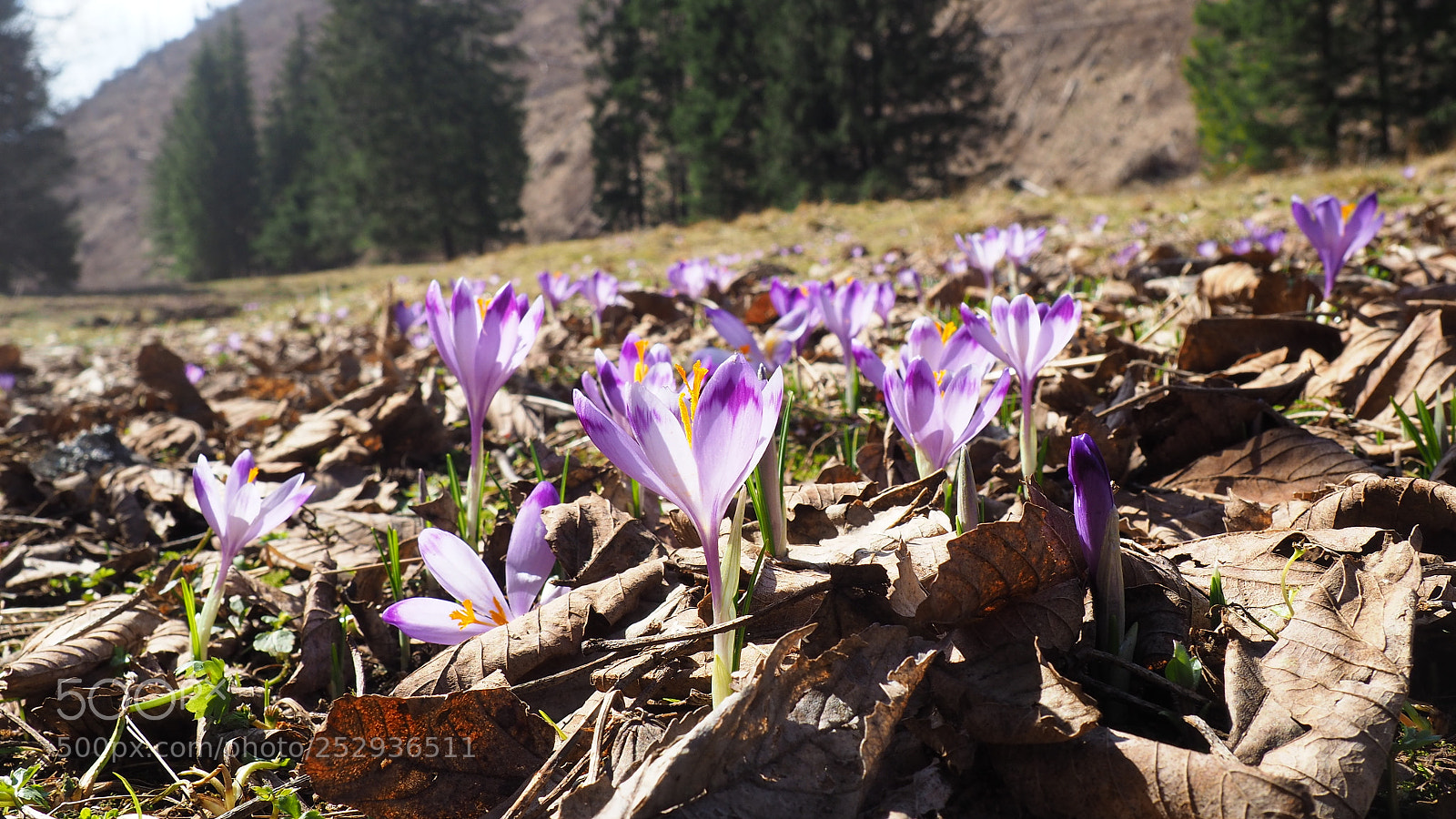 Olympus OM-D E-M10 II sample photo. Spring flowers photography