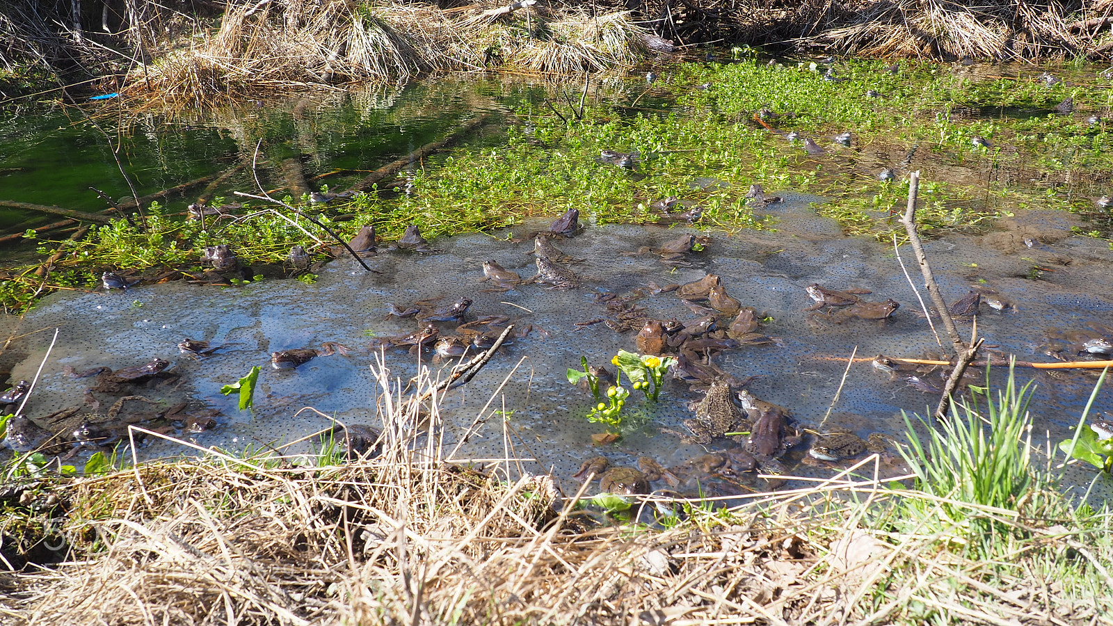 Olympus OM-D E-M10 II sample photo. Frog and frogspawn photography