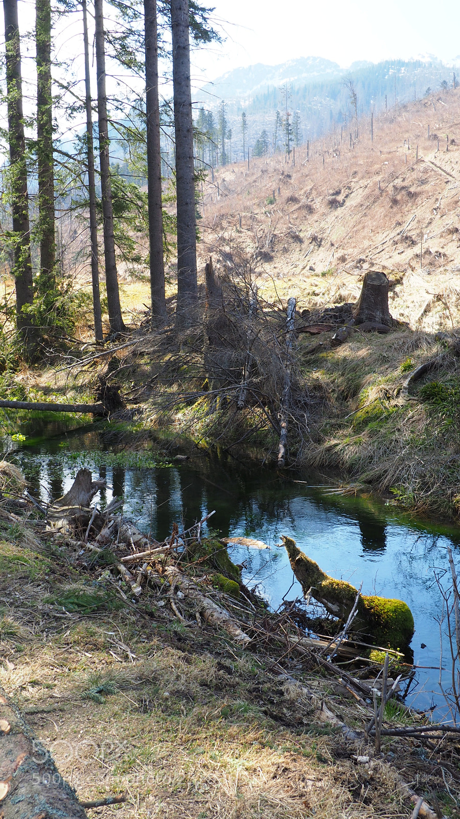 Olympus OM-D E-M10 II sample photo. Destroyed forest photography