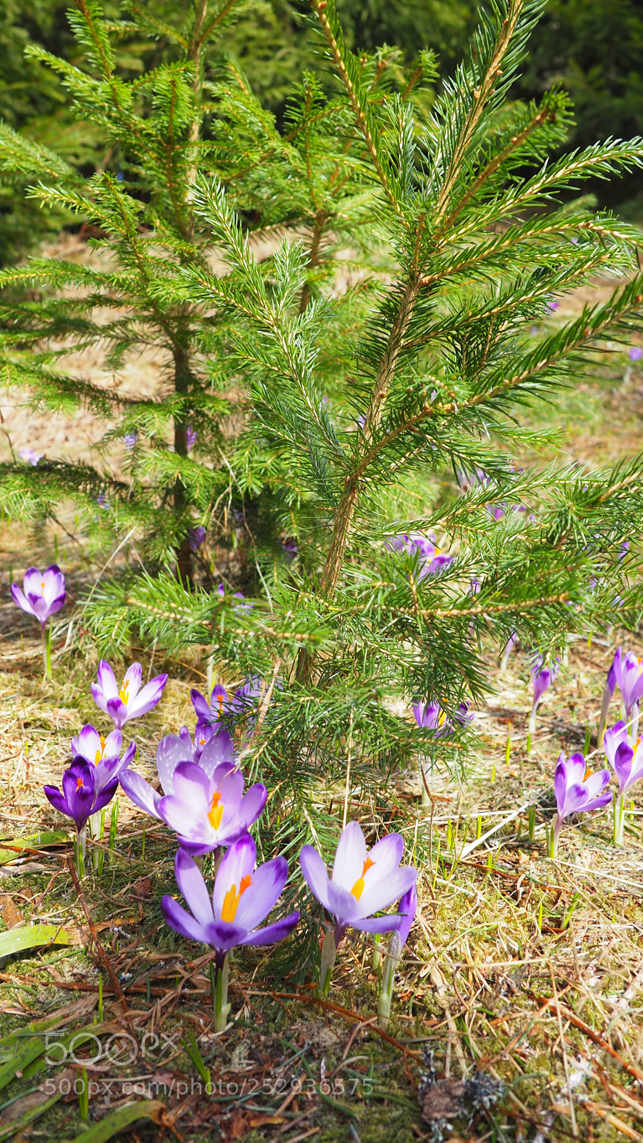 Olympus OM-D E-M10 II sample photo. Crocus with pine photography