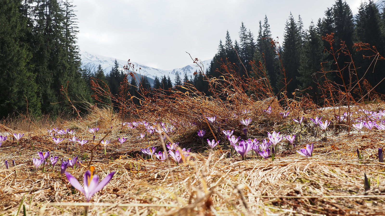 Olympus OM-D E-M10 II sample photo. In search of spring photography