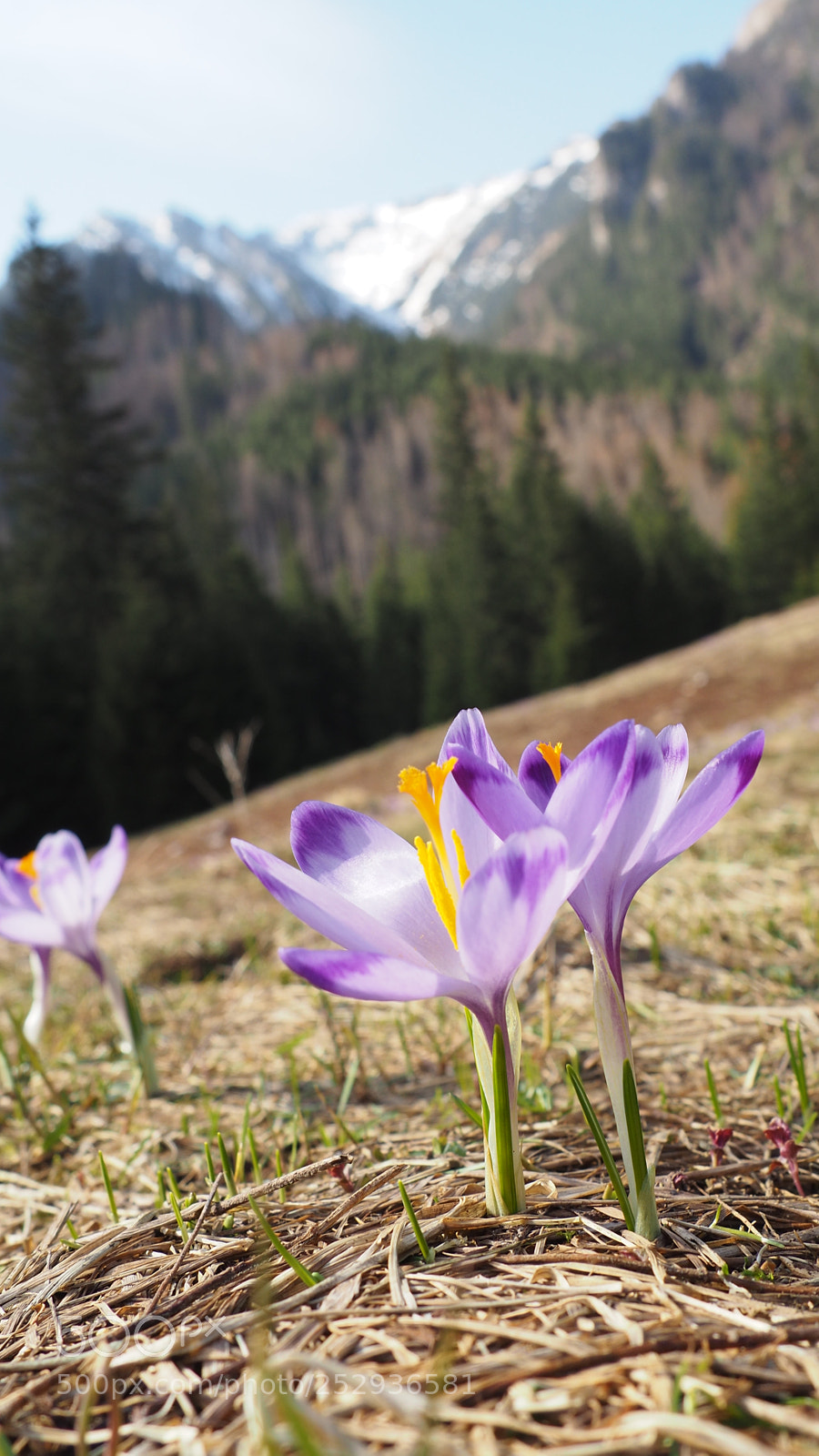 Olympus OM-D E-M10 II sample photo. Crocuses in the mountains photography