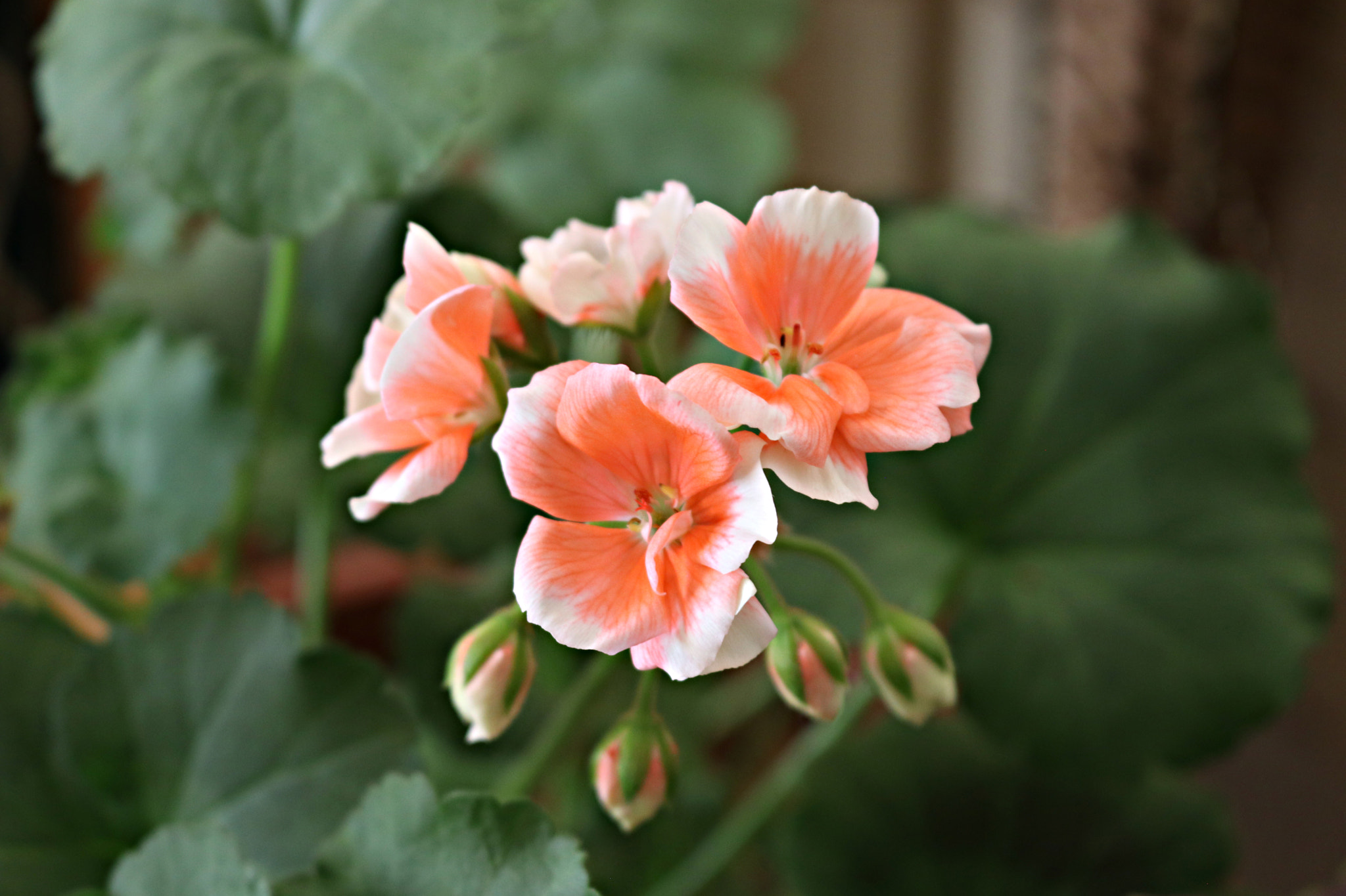 Canon EOS 80D sample photo