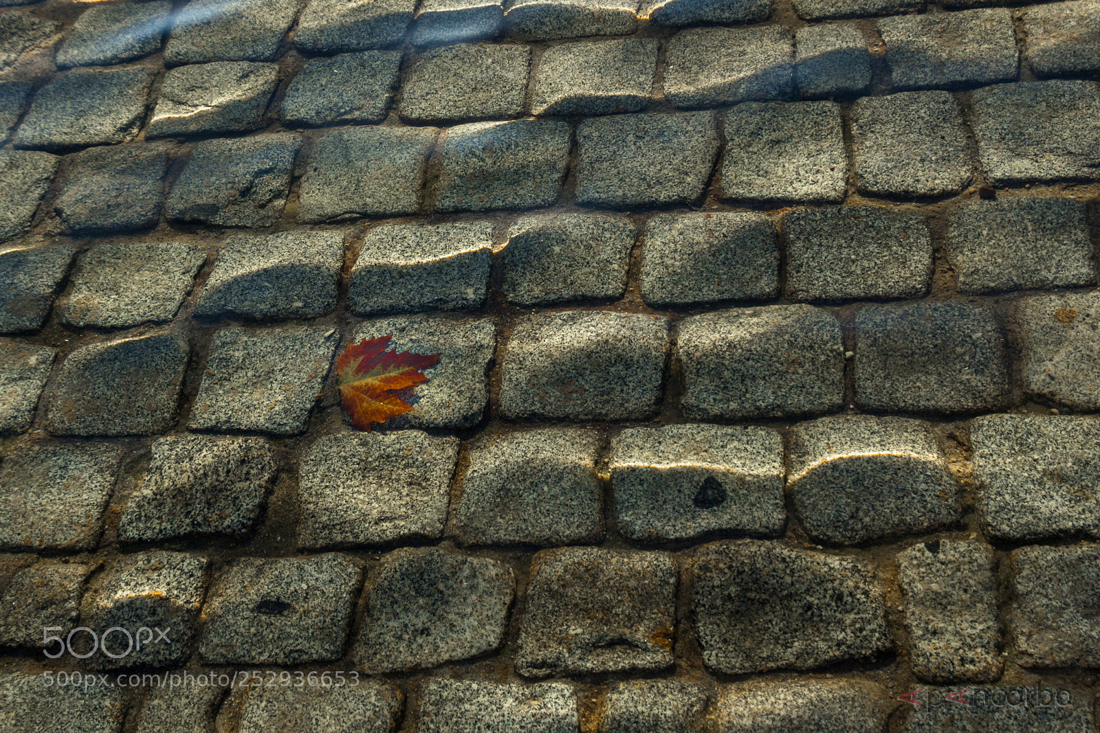 Canon EOS 600D (Rebel EOS T3i / EOS Kiss X5) sample photo. Hoja sumergida photography