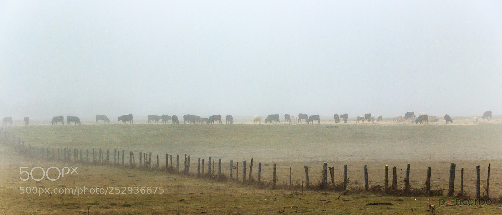 Canon EOS 600D (Rebel EOS T3i / EOS Kiss X5) sample photo. Vacas en la niebla photography