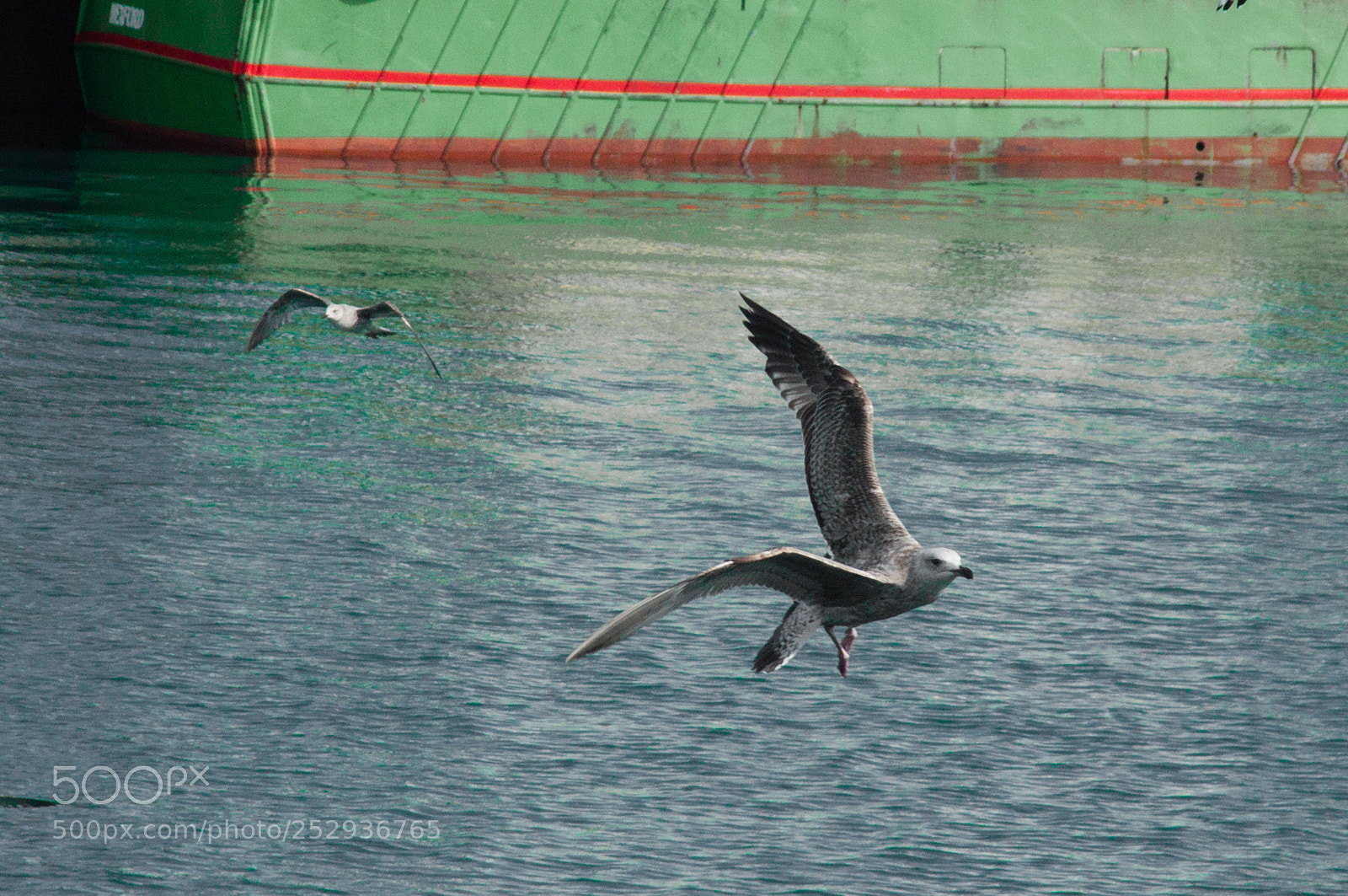 Panasonic DMC-FZ50 sample photo. Flying seagulls photography