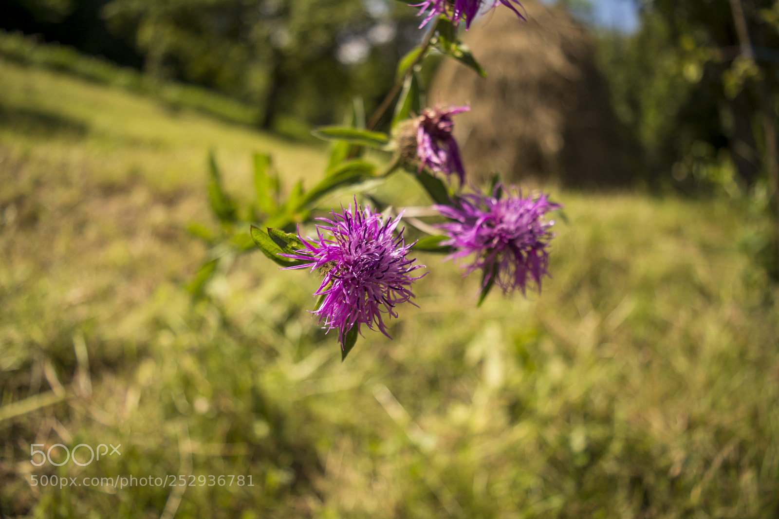 Nikon D5200 sample photo. Summer flower photography