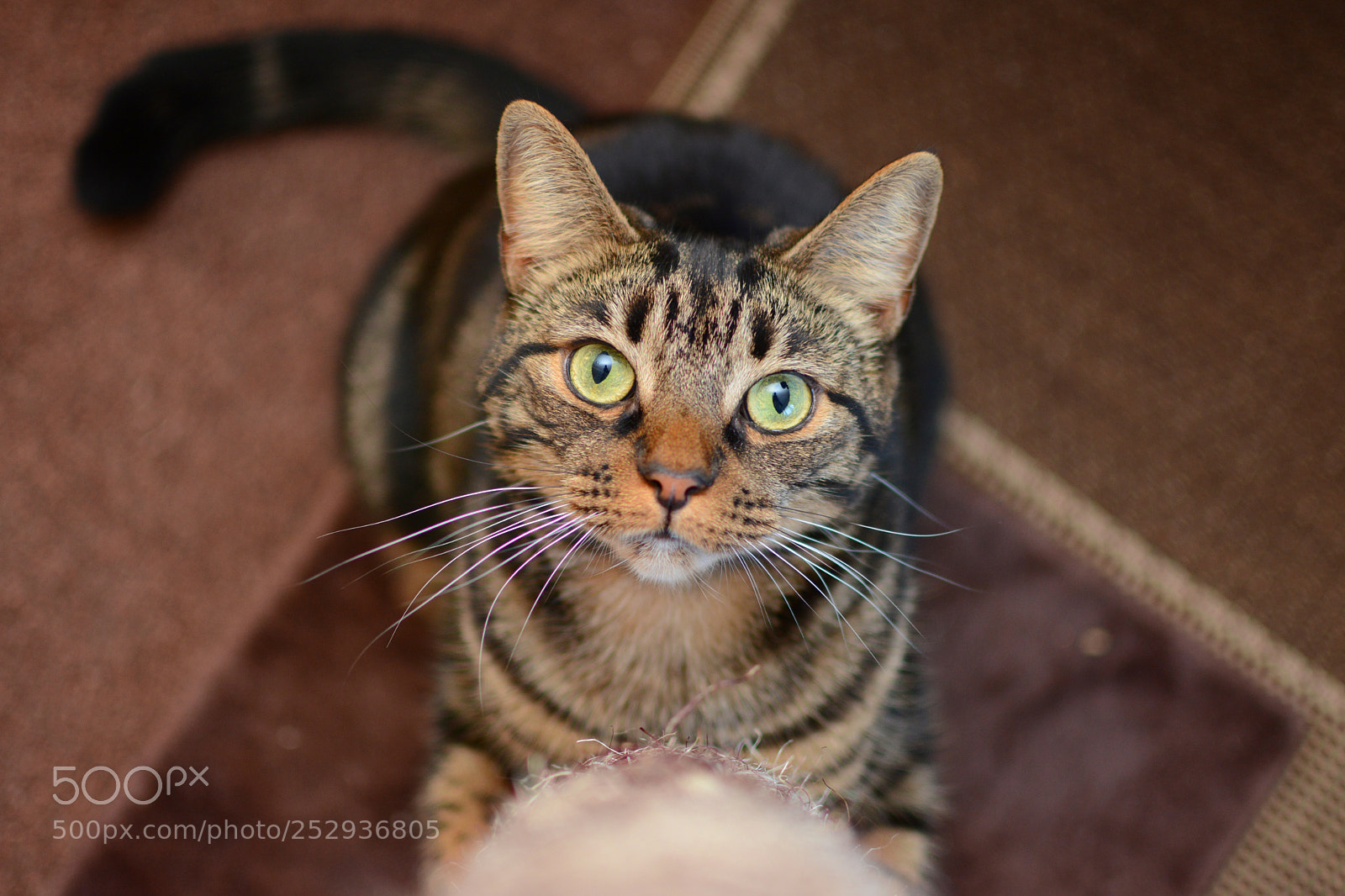 Nikon D7100 sample photo. Esme photography