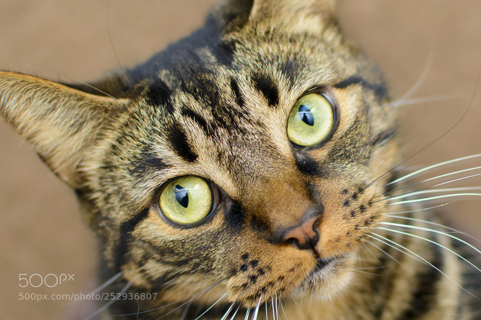 Nikon D7100 sample photo. Esme photography