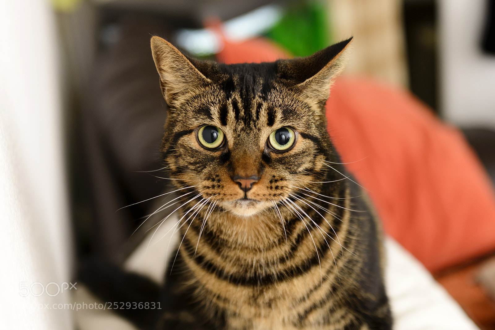 Nikon D610 sample photo. Esme photography