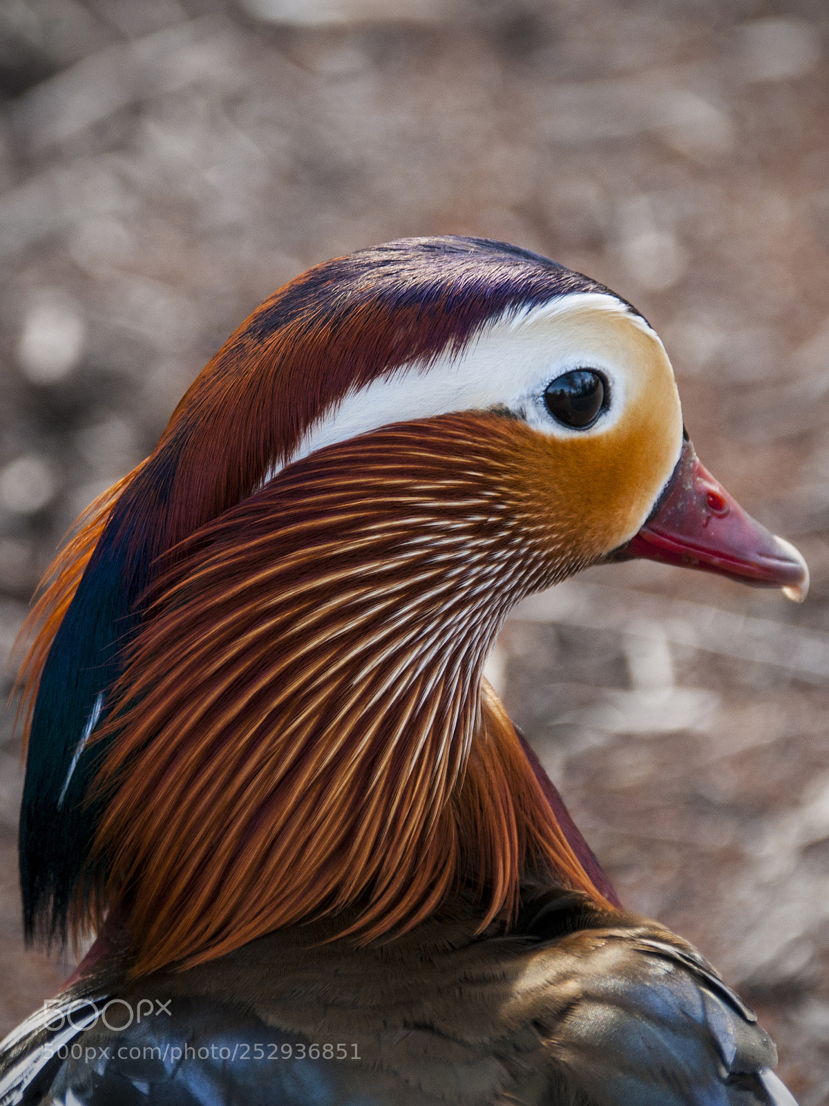 Nikon D300 sample photo. Mandarin duck photography