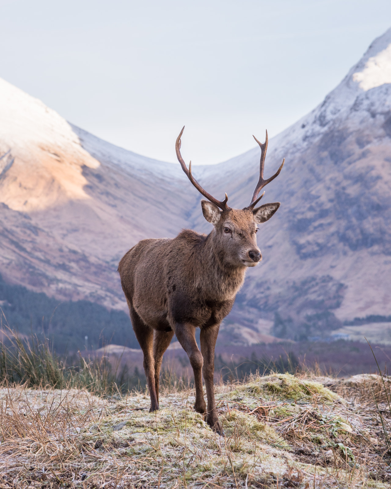 Nikon D810 sample photo. Glen etive monarch #1 photography