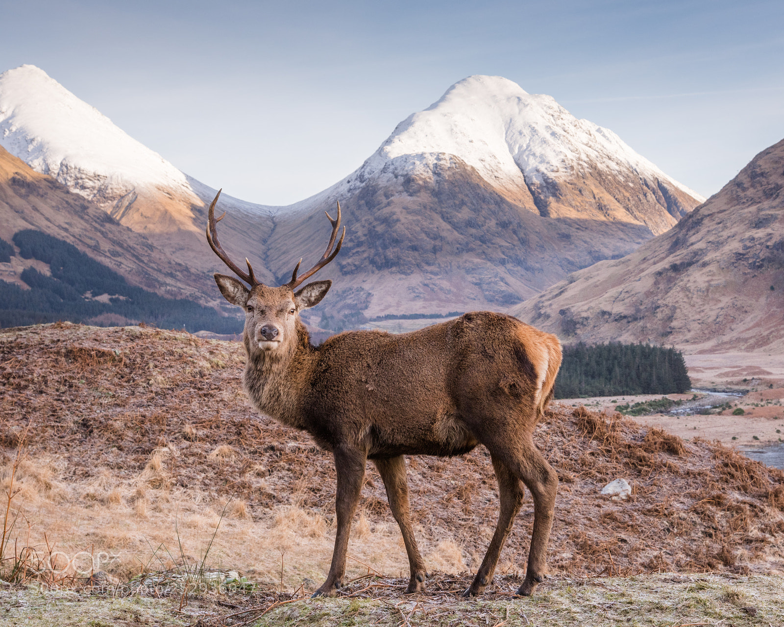 Nikon D810 sample photo. Glen etive monarch #3 photography