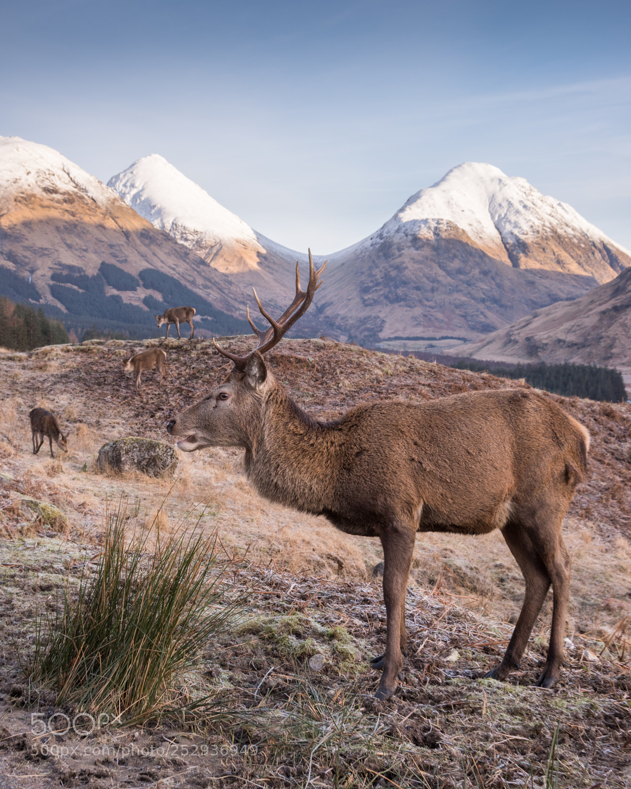 Nikon D810 sample photo. Glen etive monarch #2 photography