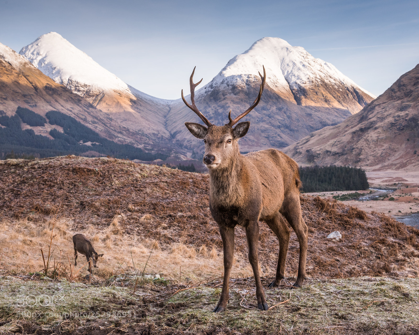 Nikon D810 sample photo. Glen etive monarch #4 photography
