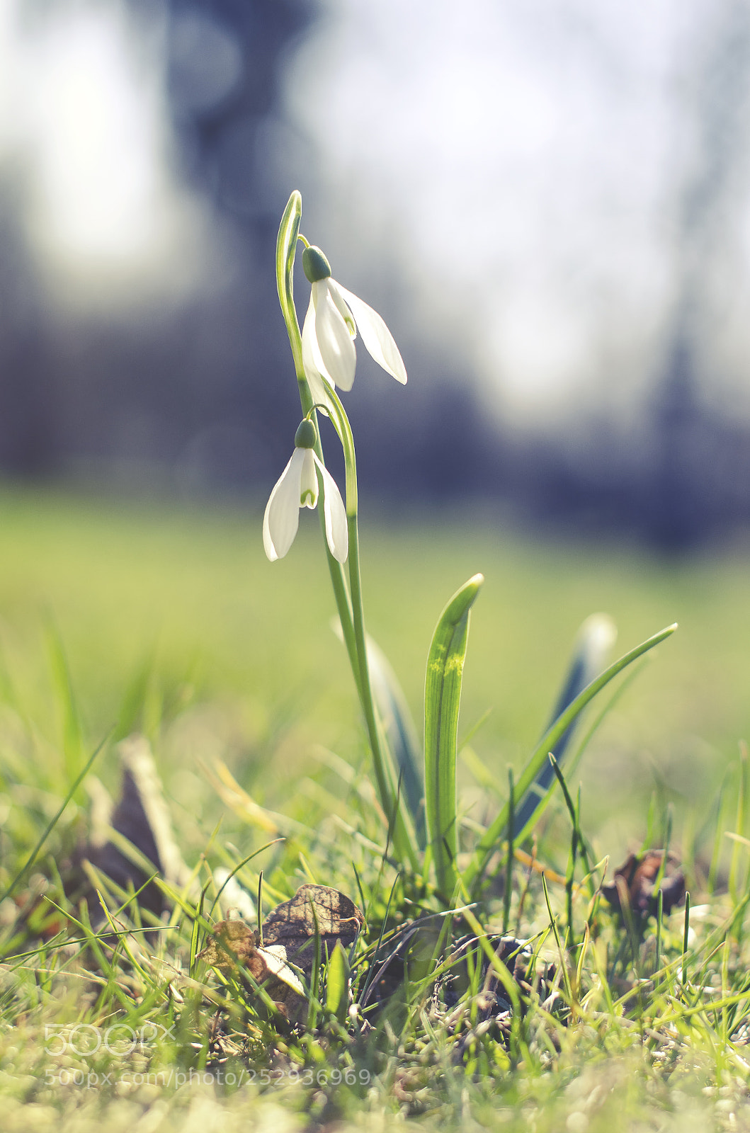Nikon D5100 sample photo. Snowdrop photography