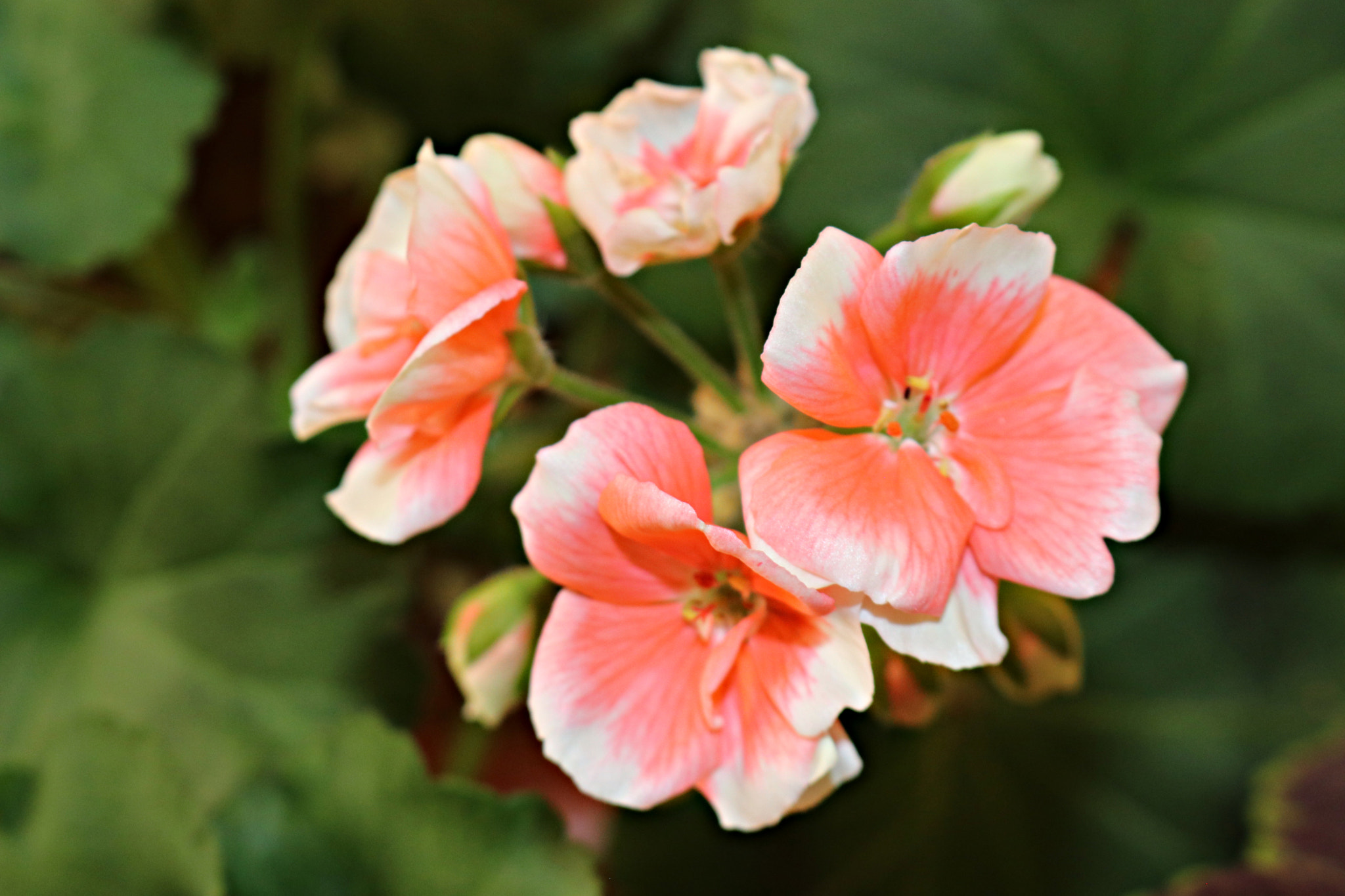 Canon EOS 80D sample photo