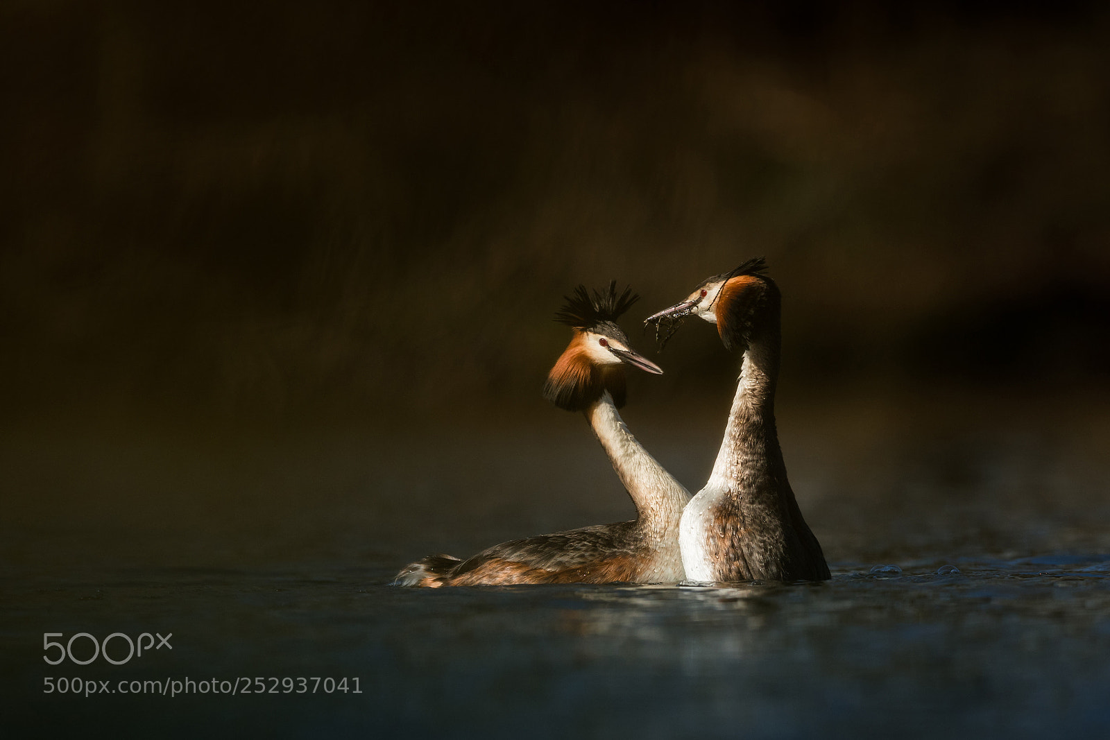 Nikon D500 sample photo. Great crested grebe ii. photography