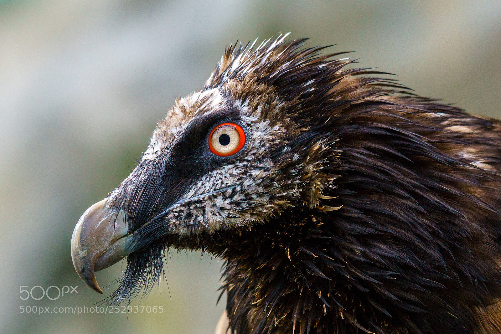 Sony ILCA-77M2 sample photo. Bearded vulture @ alpenzoo innsbruck. photography