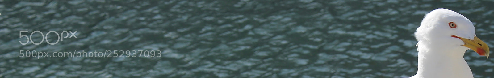 Canon EOS 700D (EOS Rebel T5i / EOS Kiss X7i) sample photo. Mouette. photography