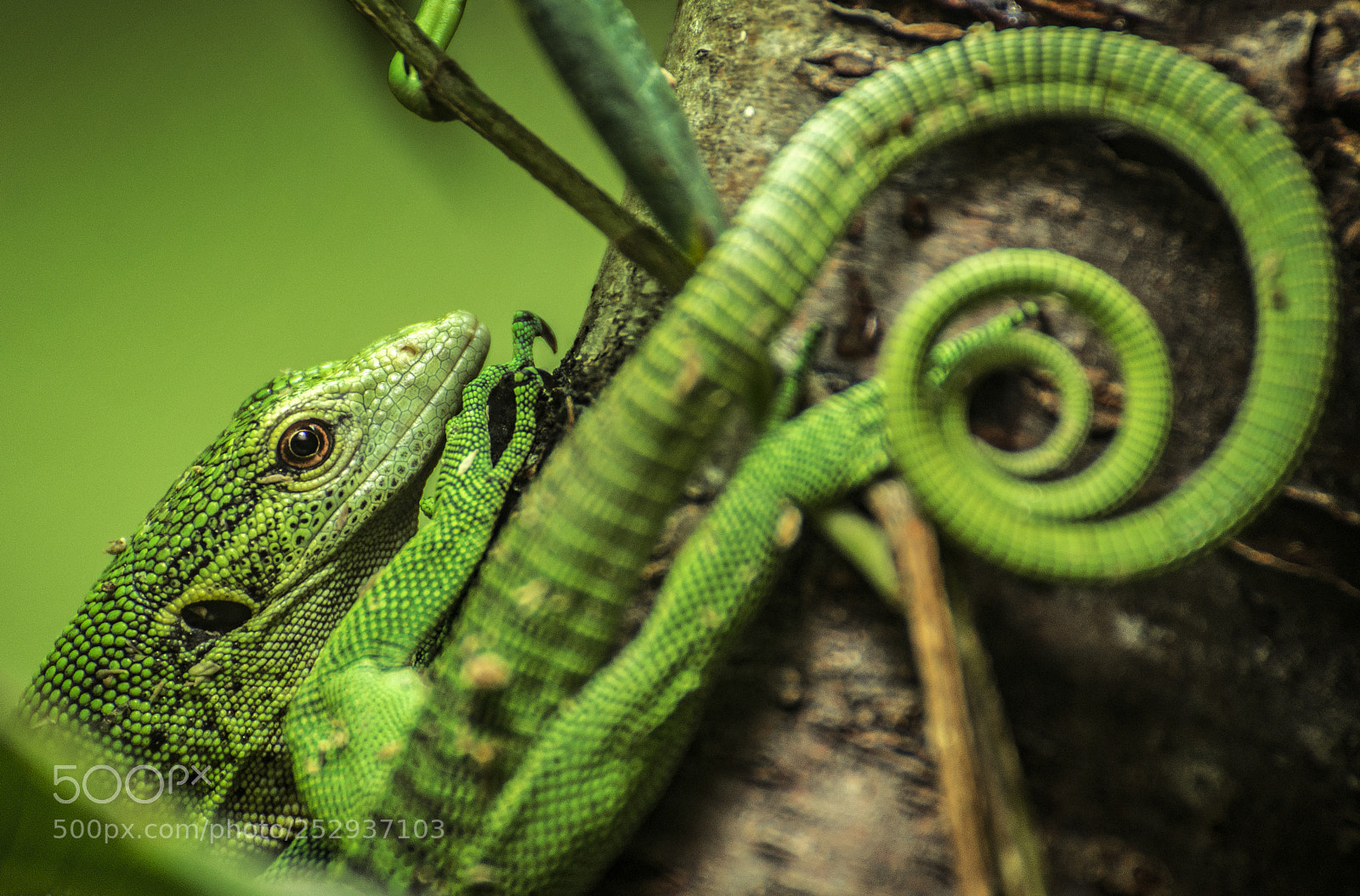 Nikon D610 sample photo. A coiled tail photography