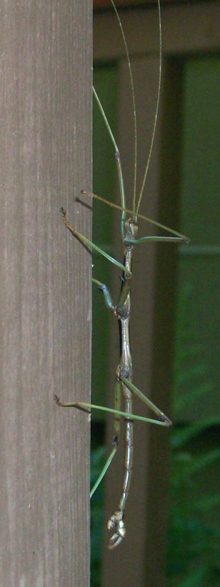 Kodak EASYSHARE M863 DIGITAL CAMERA sample photo. Walking stick photography
