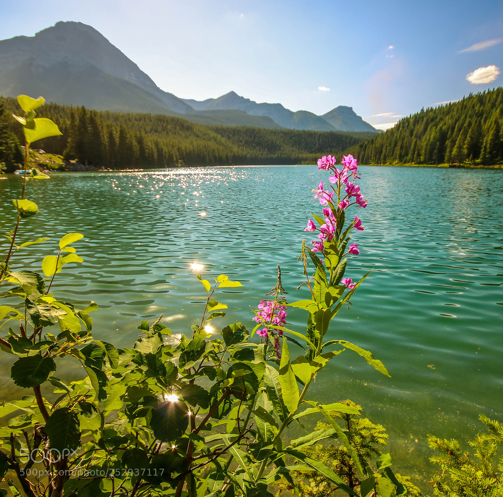 Canon EOS 750D (EOS Rebel T6i / EOS Kiss X8i) sample photo. Chinooklakeweed photography