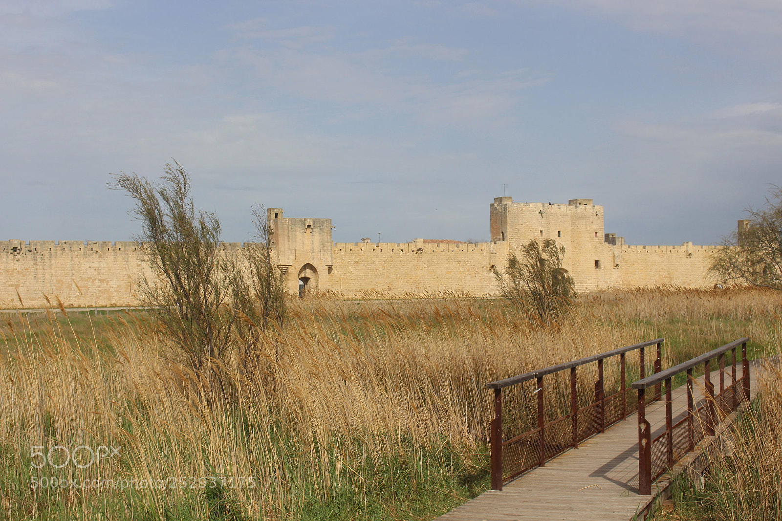 Canon EOS 700D (EOS Rebel T5i / EOS Kiss X7i) sample photo. Is that a drawing? photography