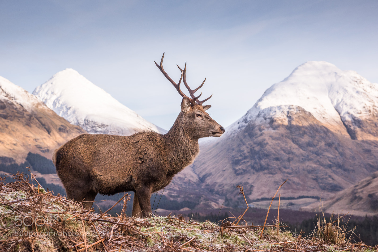 Nikon D810 sample photo. Glen etive monarch #5 photography