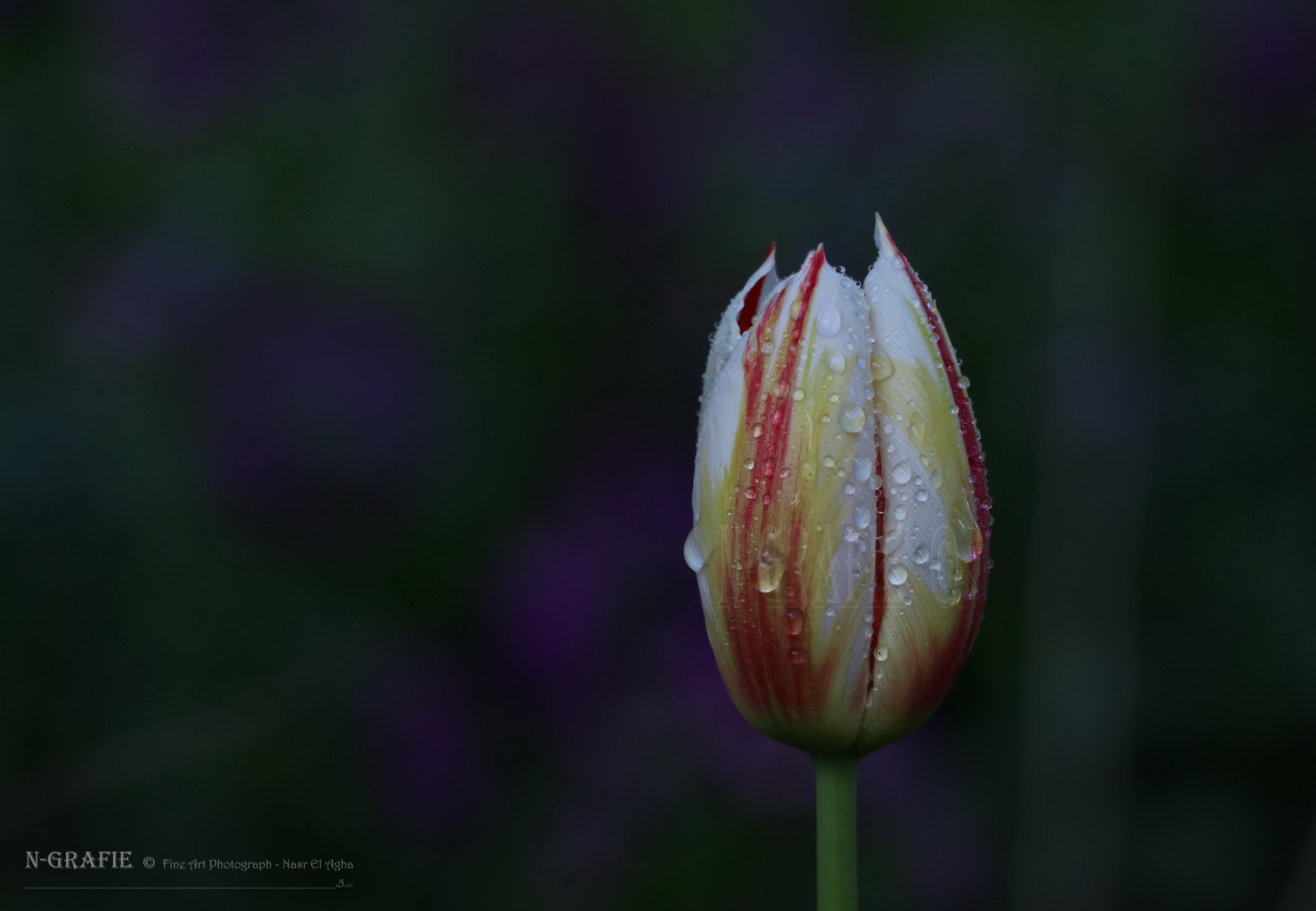 Canon EOS 80D sample photo. Tulpenblume photography