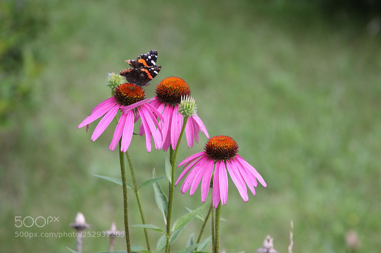 Canon EOS 40D sample photo. Beafo photography