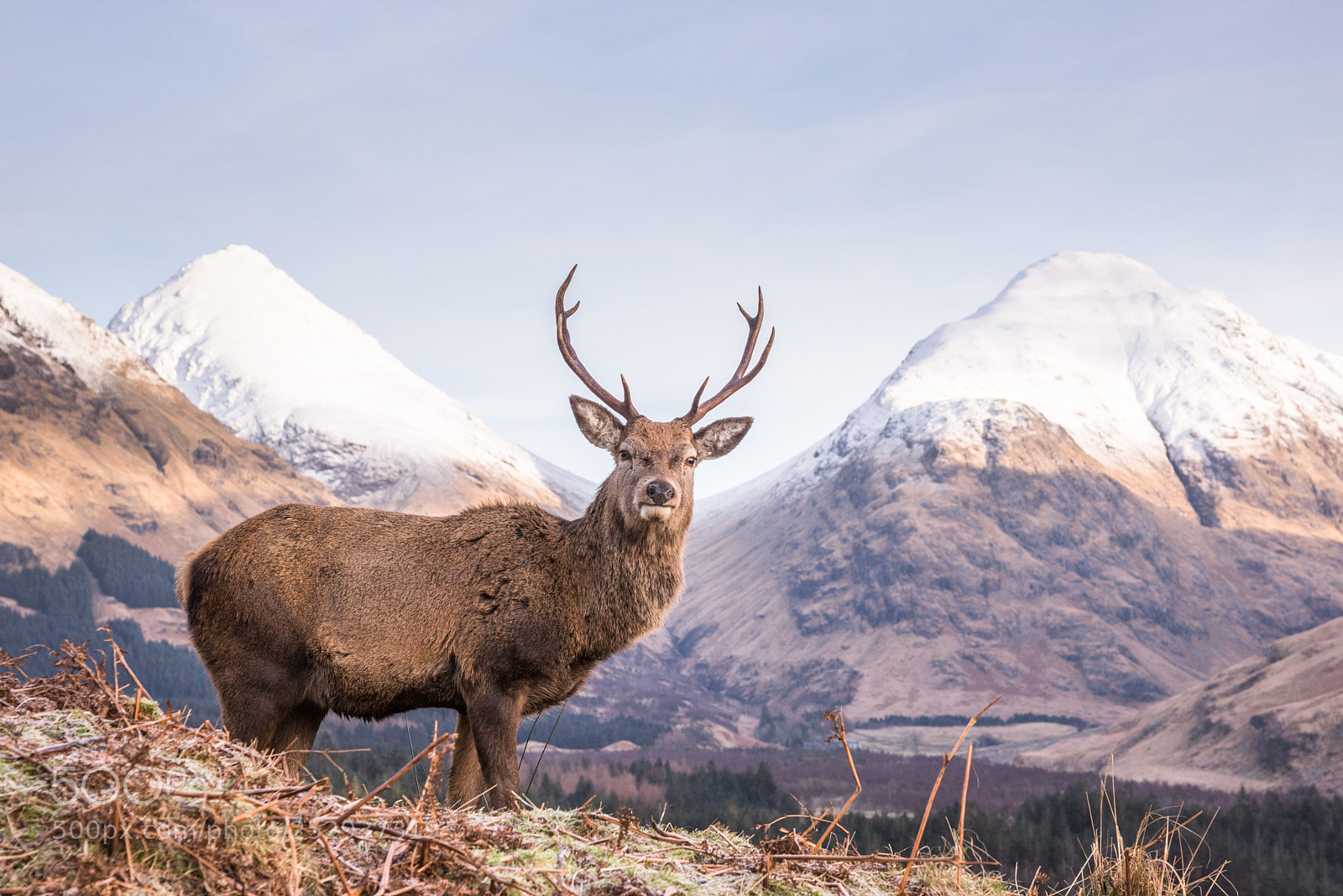 Nikon D810 sample photo. Glen etive monarch #6 photography