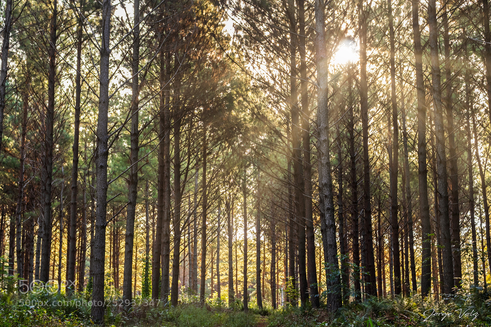 Canon EOS 80D sample photo. Sunbeams in the pine photography