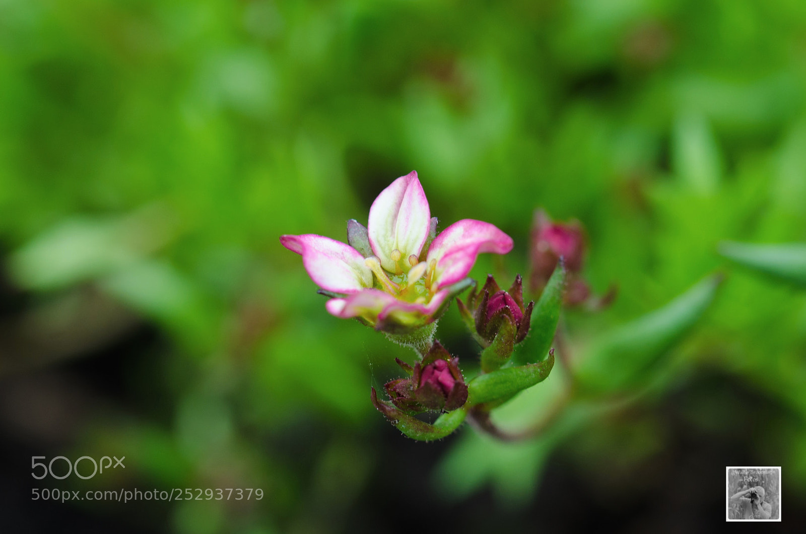 Nikon D7000 sample photo. Tamron 60mm 2.0 macro photography