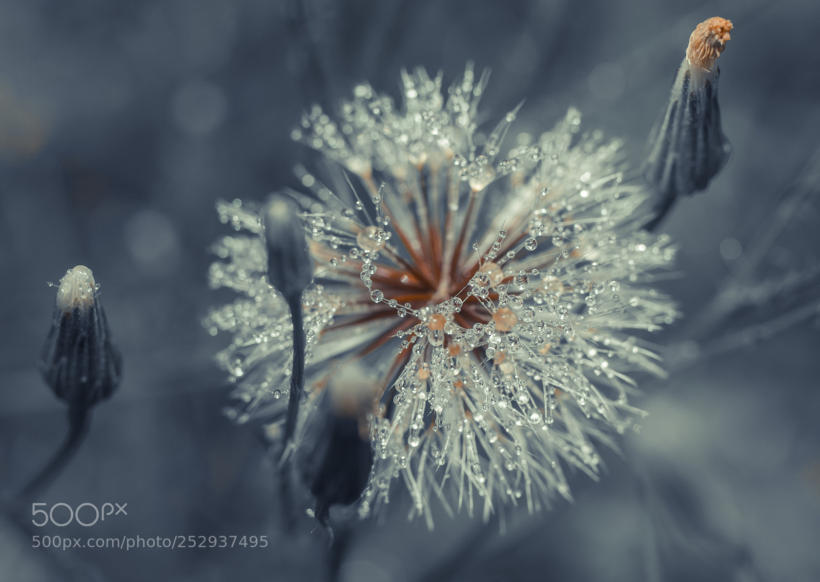 Sony SLT-A99V sample photo. Dandelion under rain photography