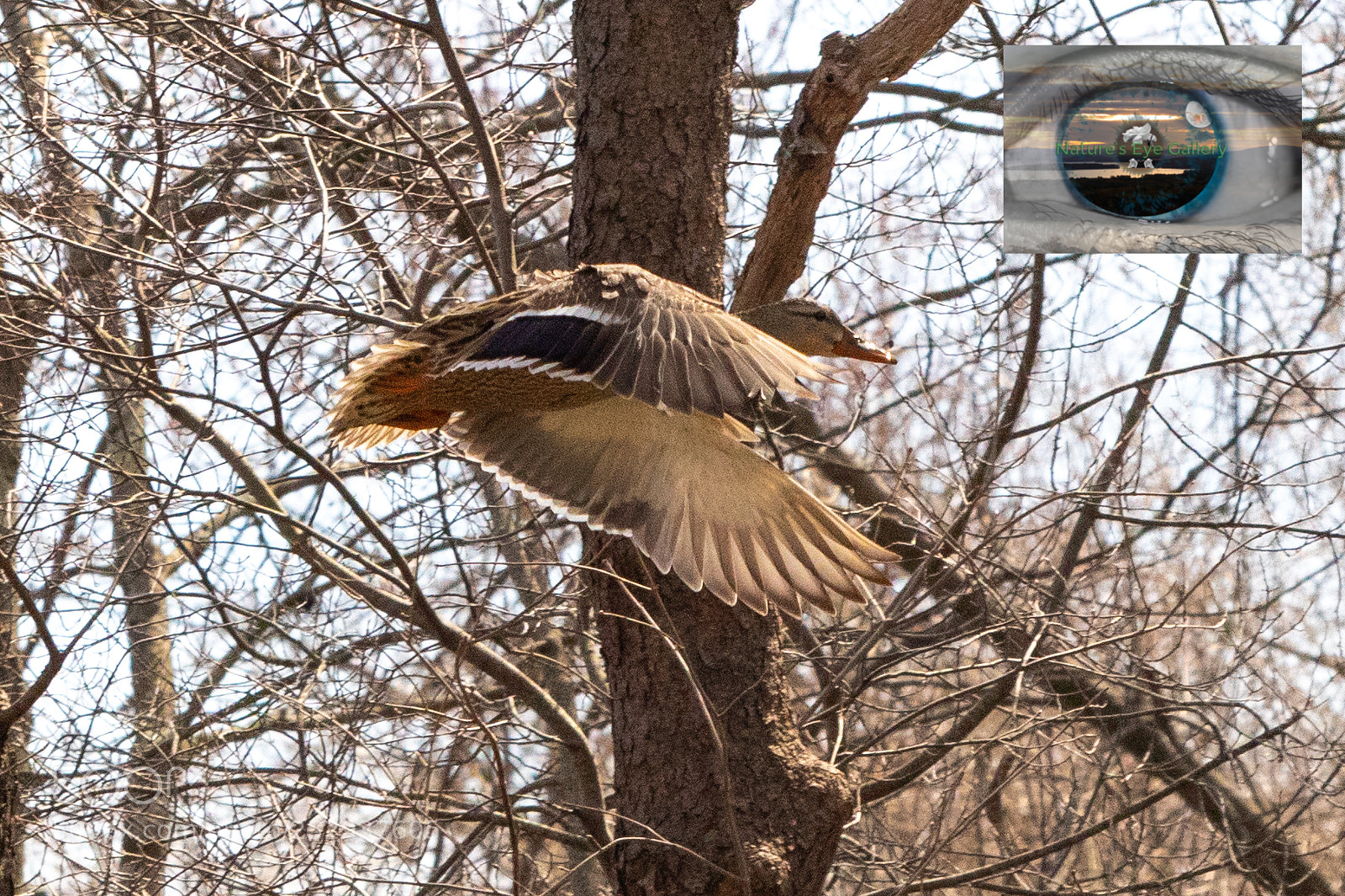 Canon EOS 5D Mark IV sample photo. Mallard in wetlands photography