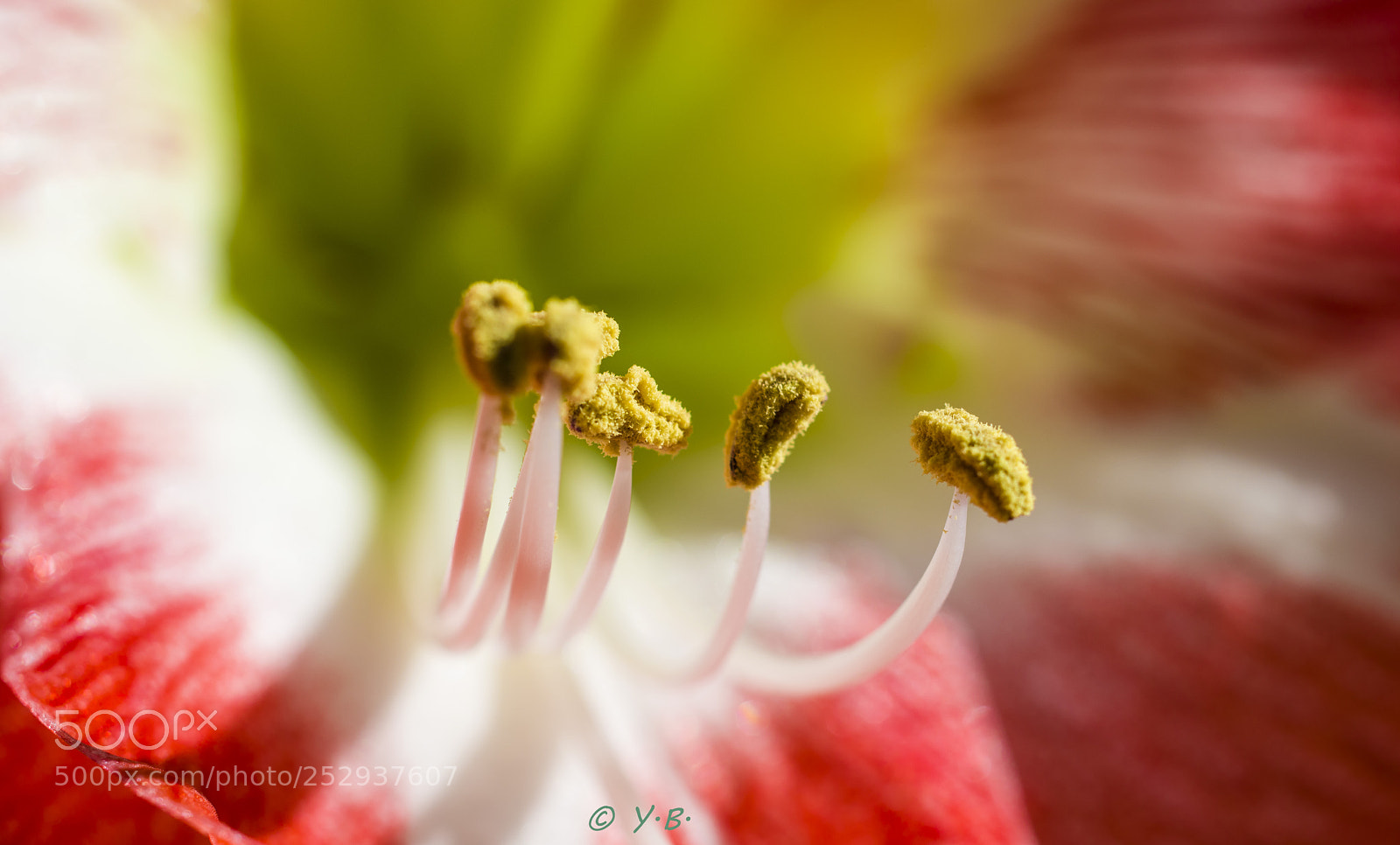Pentax K-70 sample photo. Stamens photography