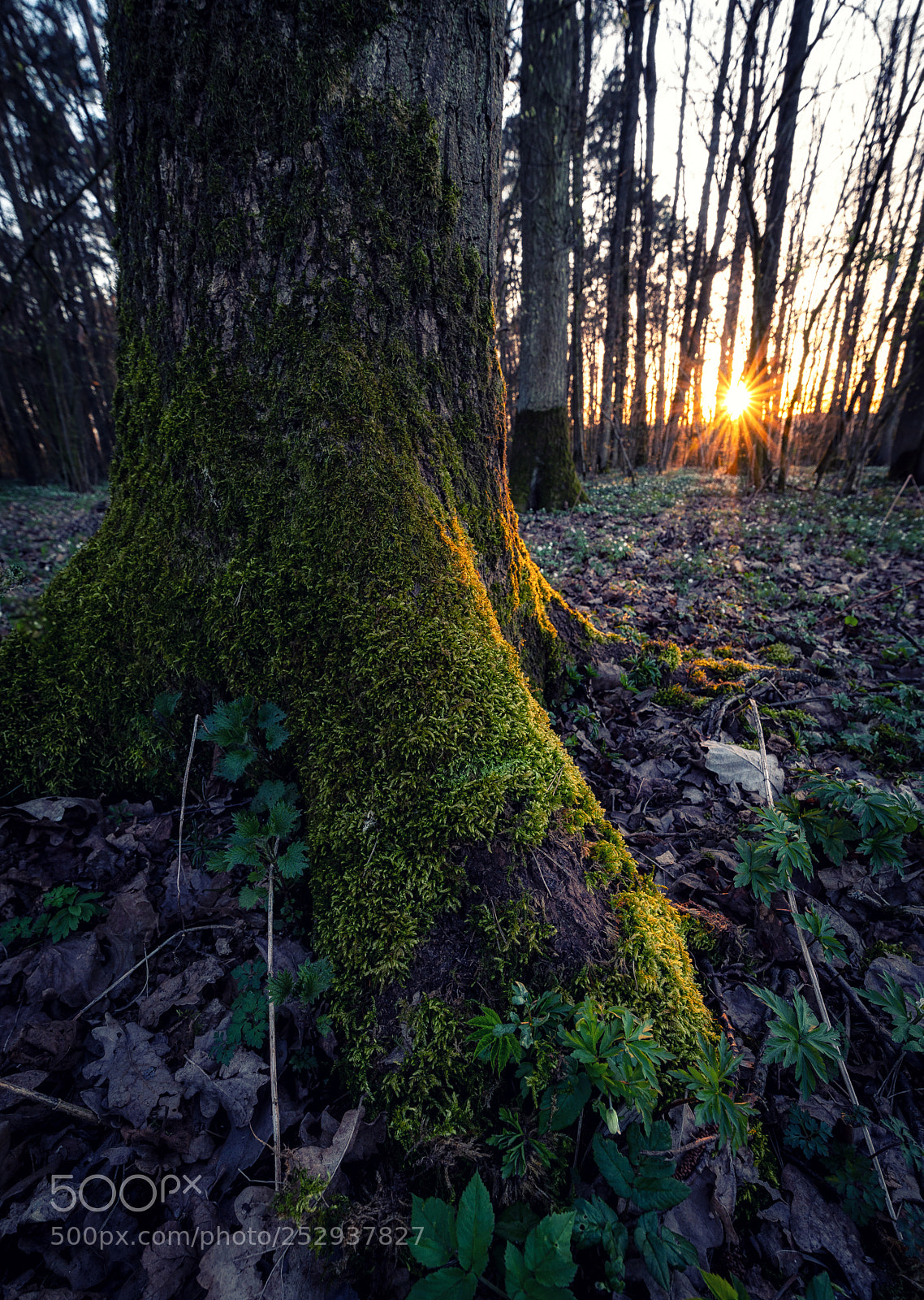 Pentax K-1 sample photo. April sunset in the photography