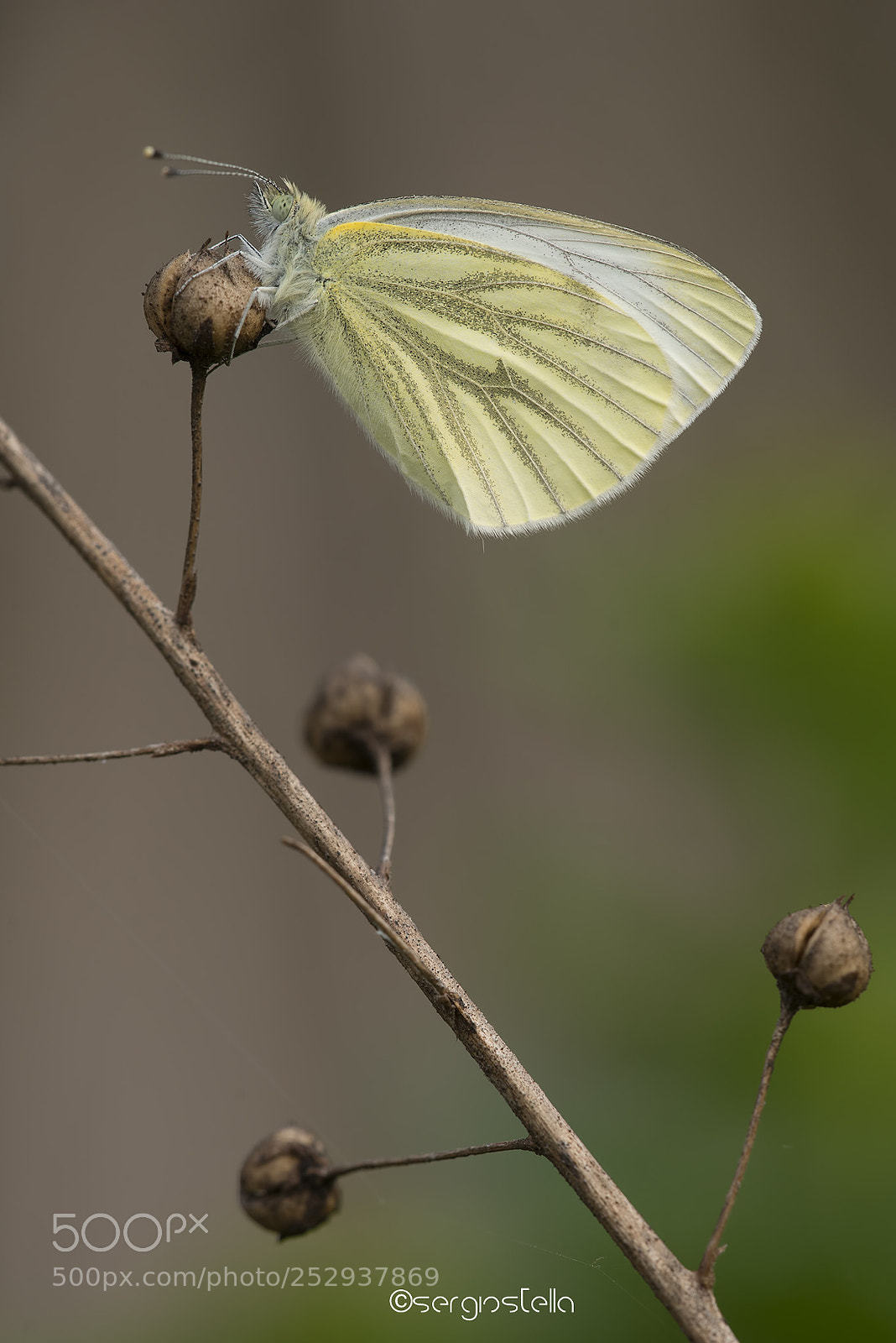 Nikon D610 sample photo. Green-veined white____ photography