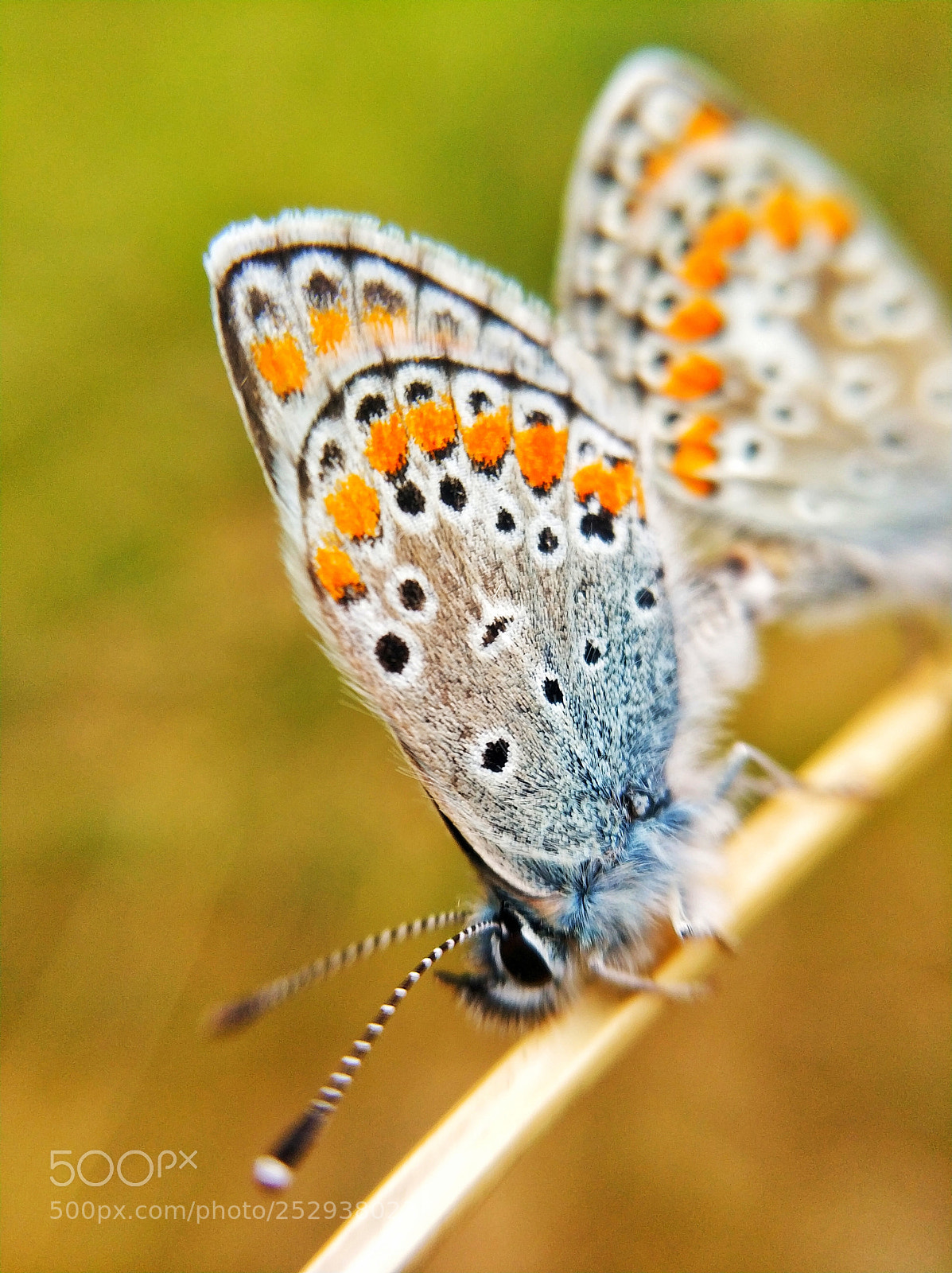 Xiaomi Mi Note 3 sample photo. Butterfly photography