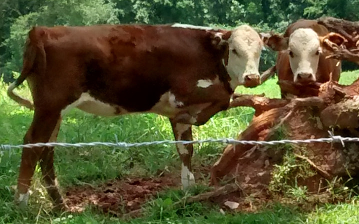 Motorola Moto G with 4G LTE (1st Gen) sample photo. Two brown cows ii photography