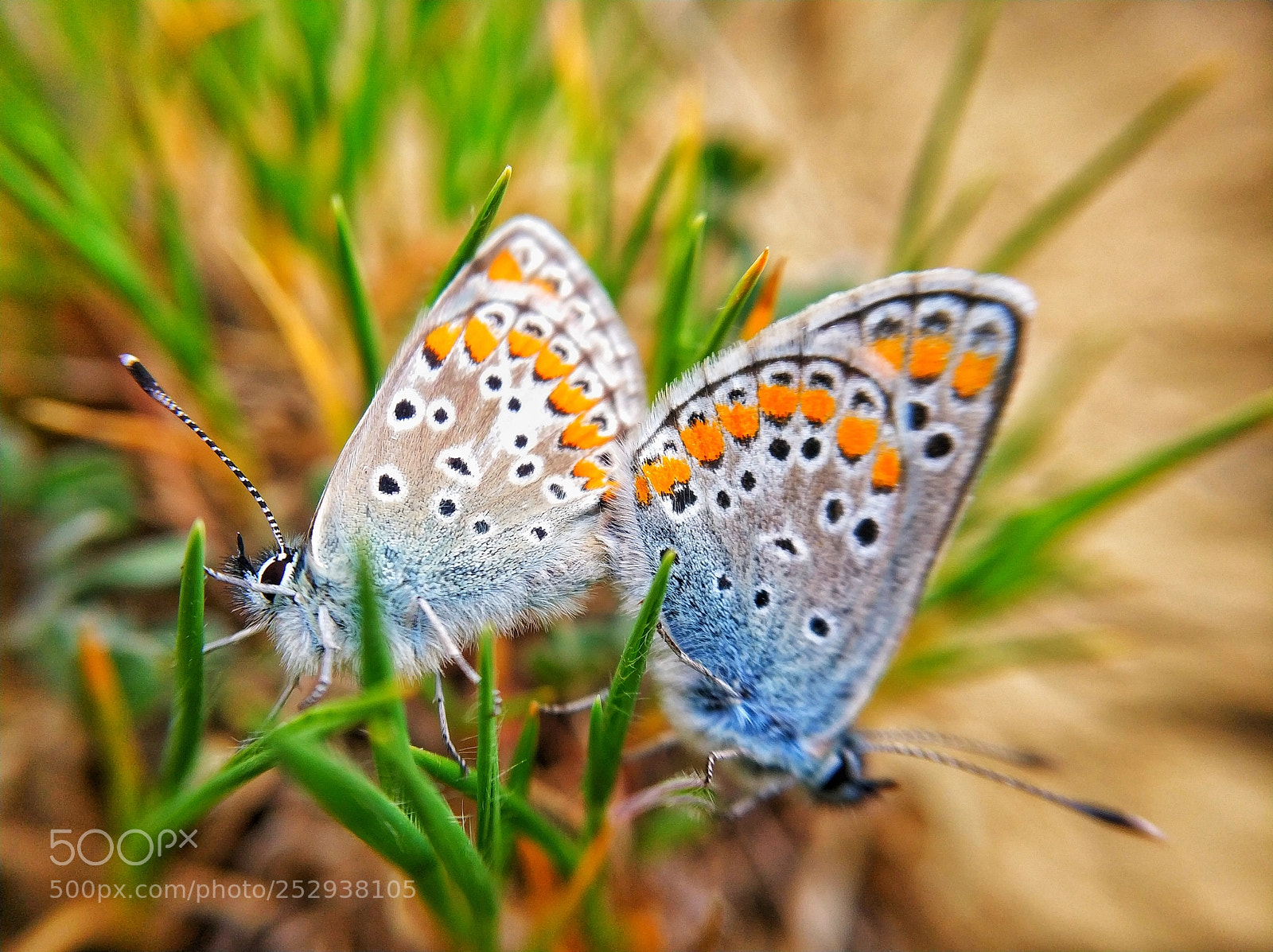 Xiaomi Mi Note 3 sample photo. Butterfly photography