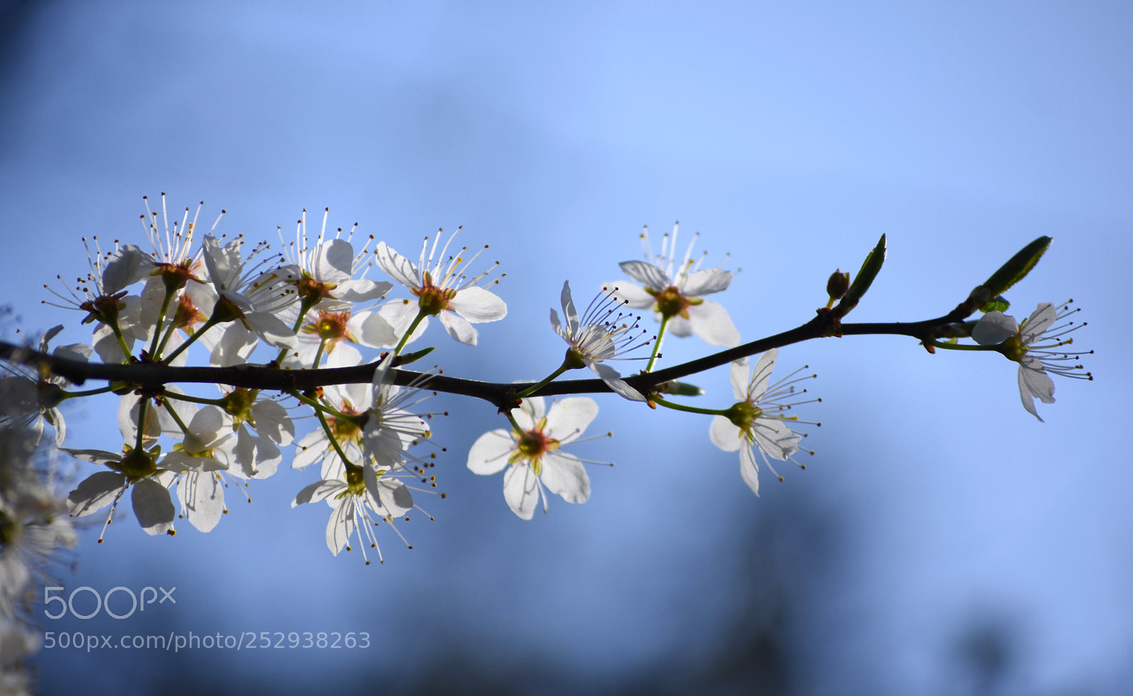 Nikon D7200 sample photo. Breathing the light photography