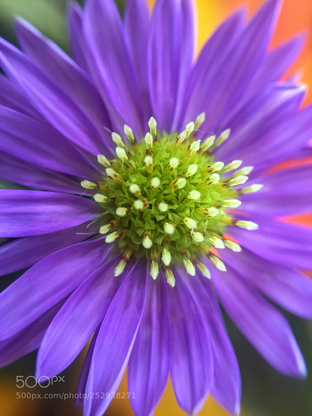 Apple iPhone 6 sample photo. New york aster flower photography