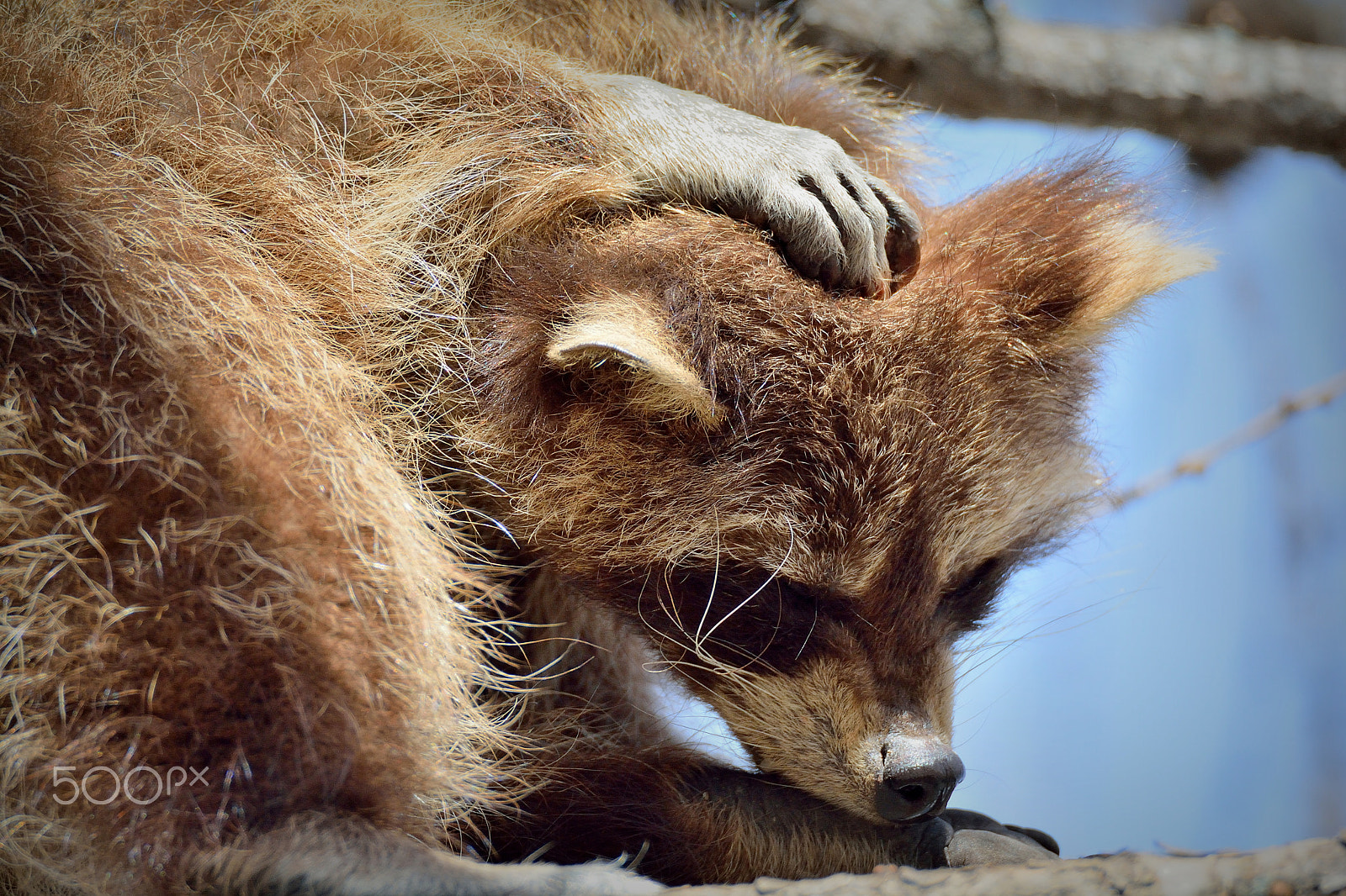 Nikon D7100 sample photo. Енот photography