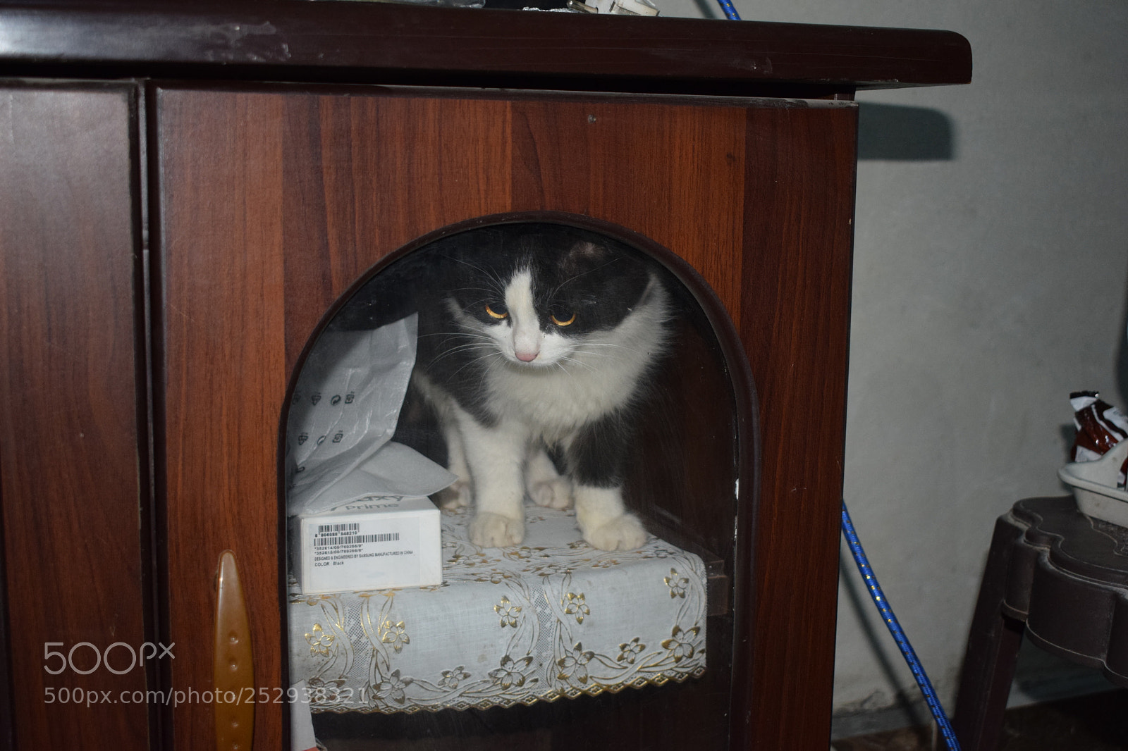 Nikon D5300 sample photo. Cat trapped in closet photography