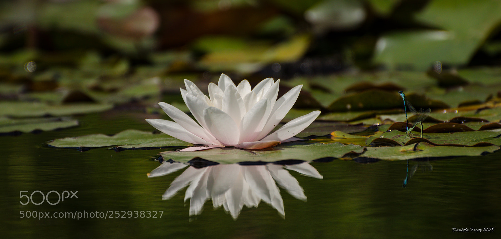 Nikon D5100 sample photo. Seerose photography