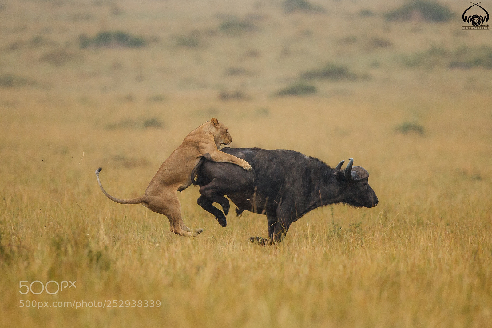 Canon EOS-1D X Mark II sample photo. The savanna bullfight photography