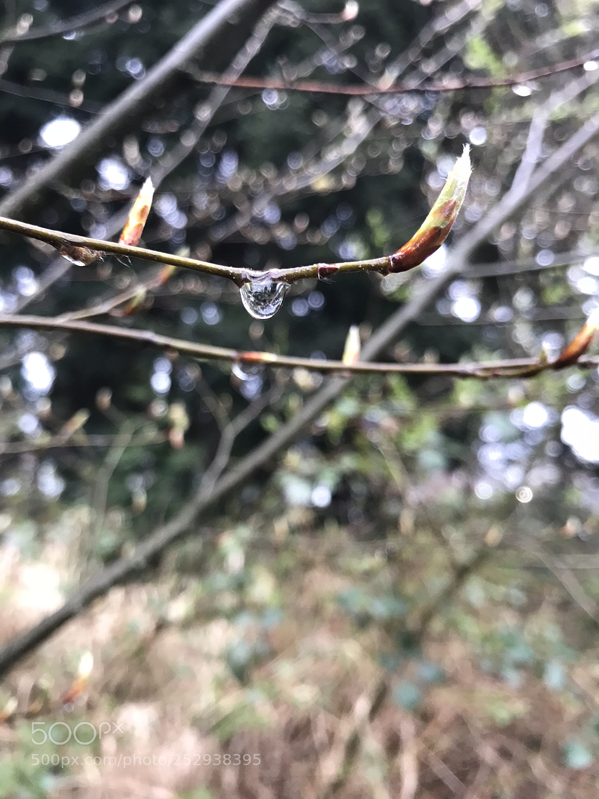 Apple iPhone 7 sample photo. A droplet after a photography