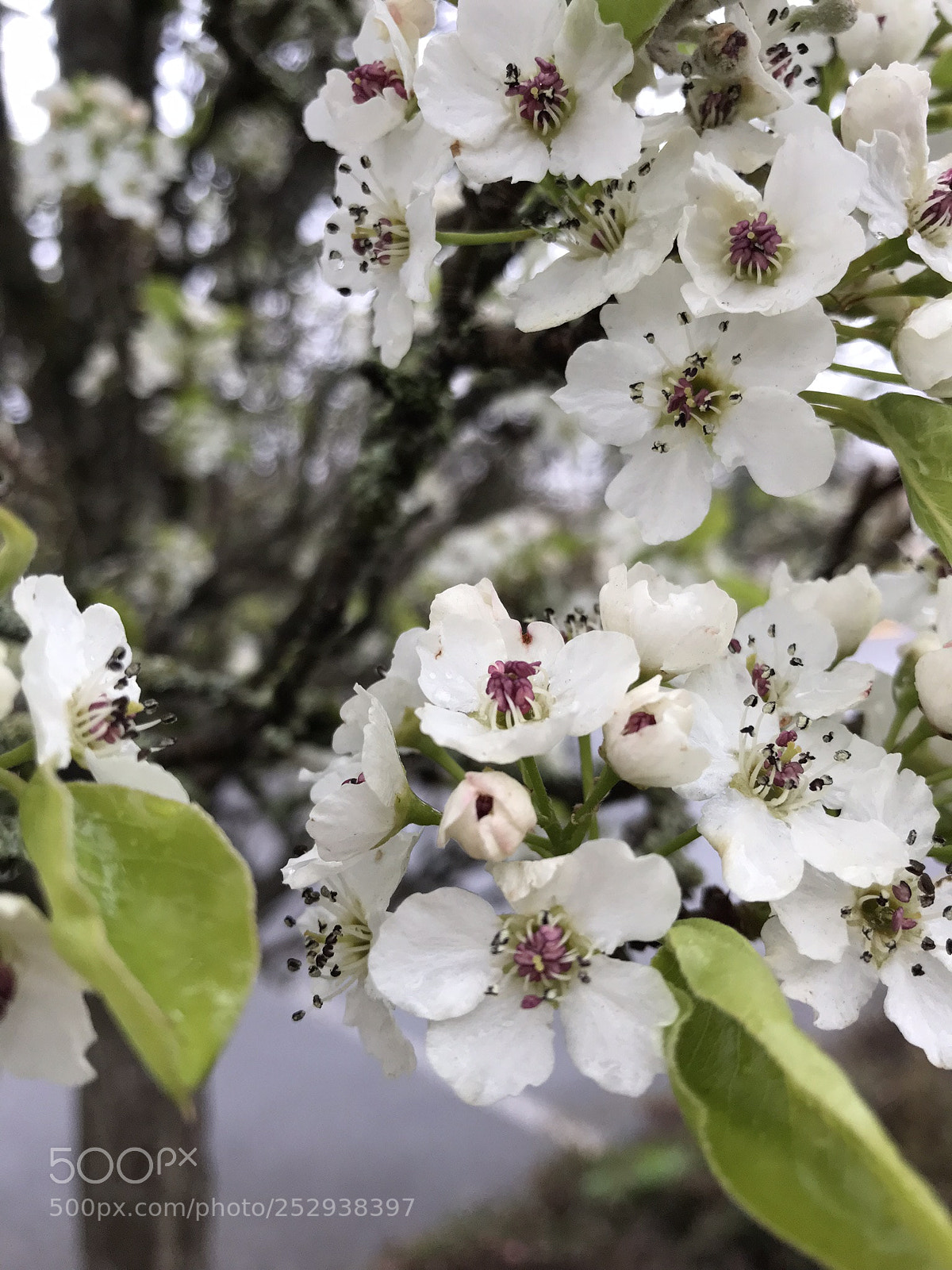 Apple iPhone 7 sample photo. Spring blossoms photography